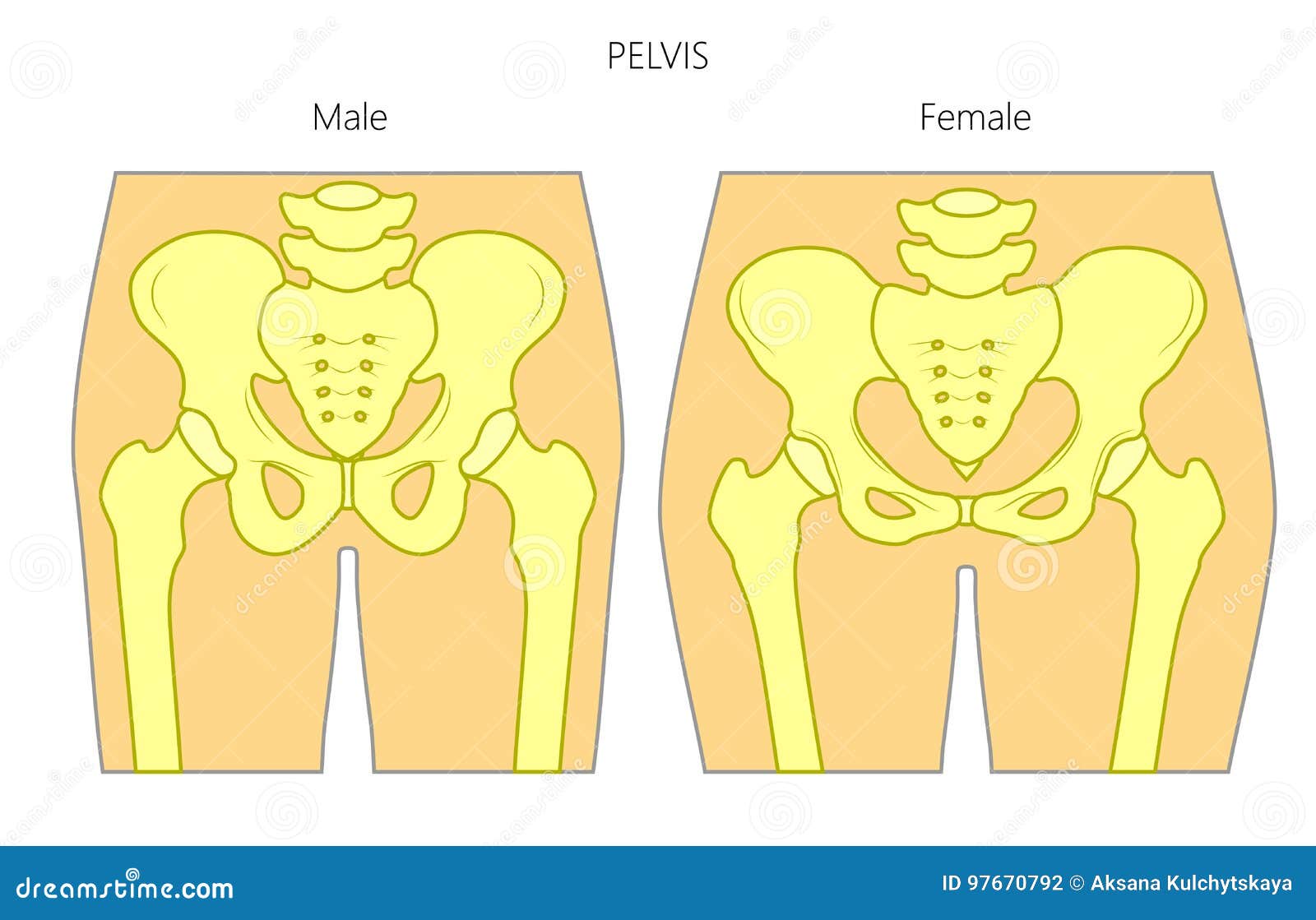 Anatomy_Male And Female Pelvis Stock Vector - Illustration of femur, biolog...