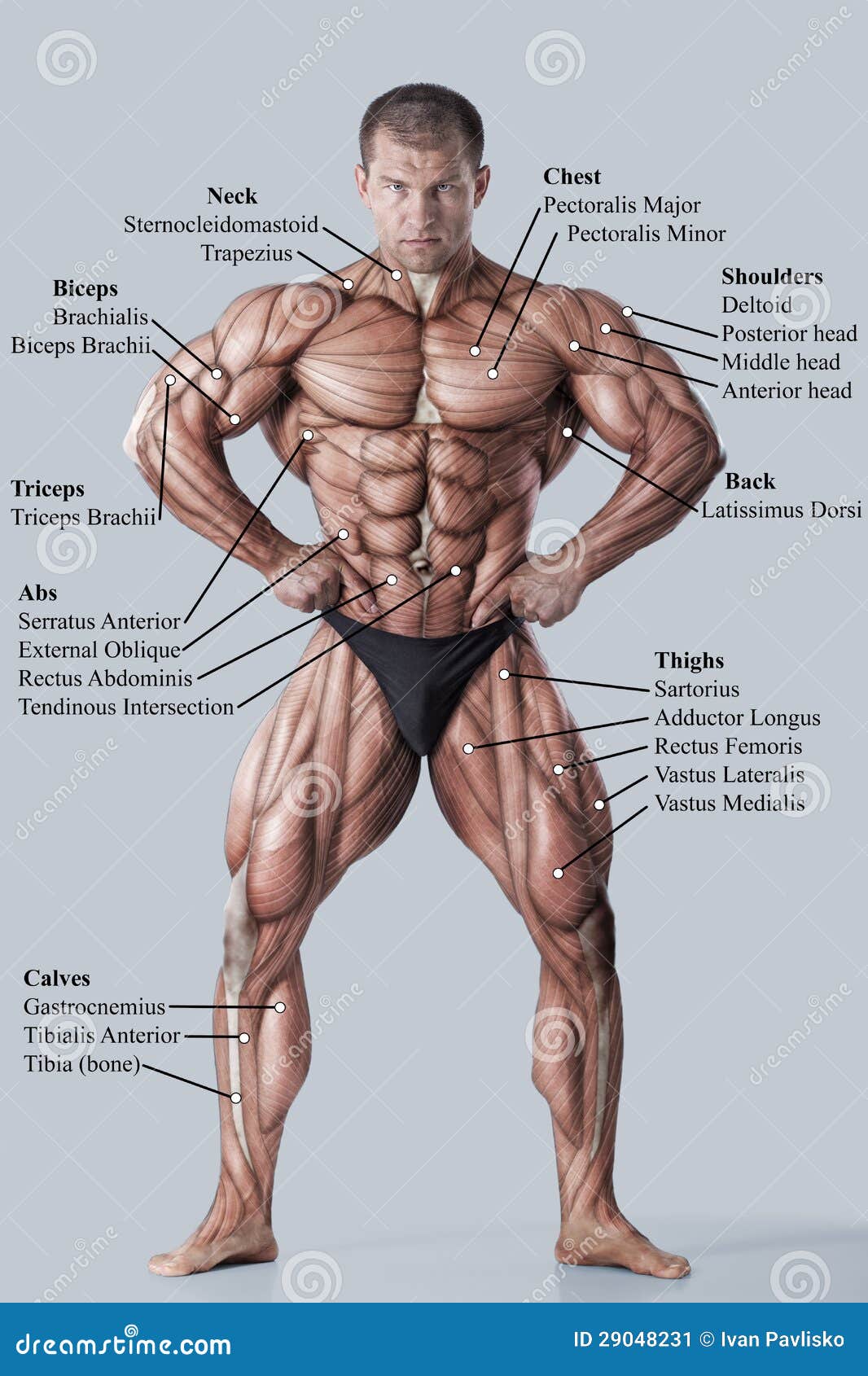 anatomy of male muscular system