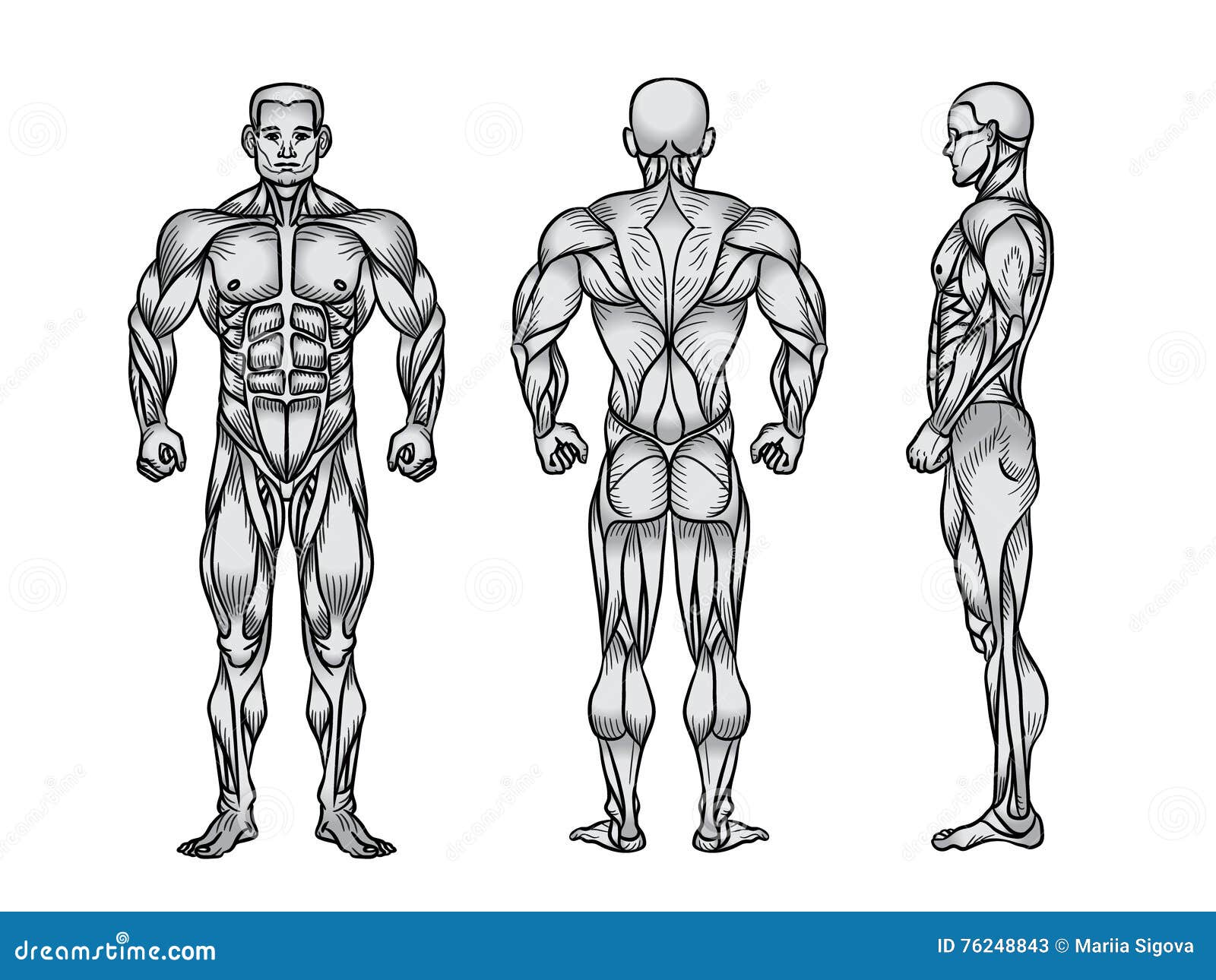 Anatomy Of Male Muscular System, Exercise And Muscle Guide. Stock Illustration - Illustration of ...