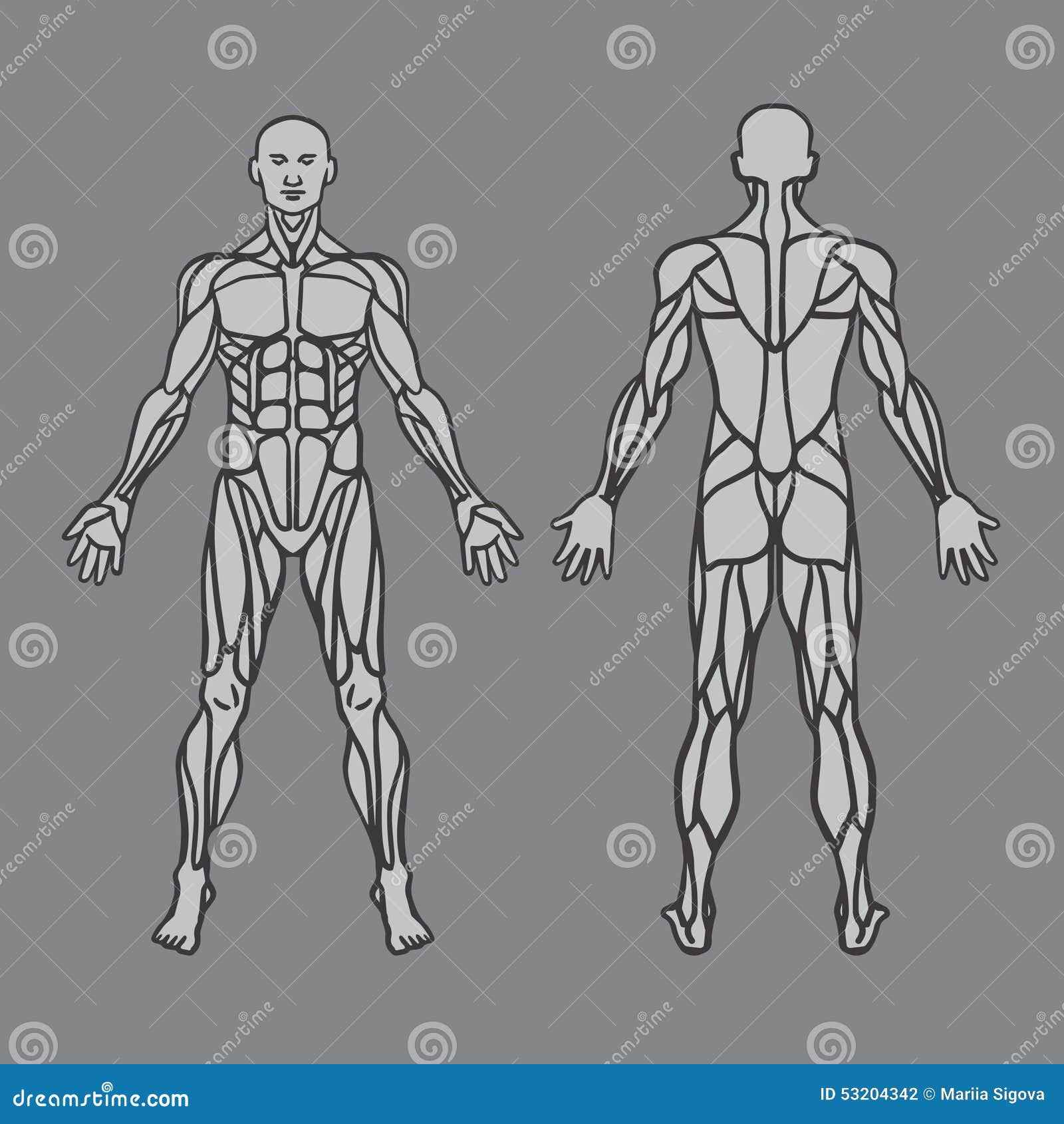 Anatomy Of Male Muscular System, Exercise And Stock Vector