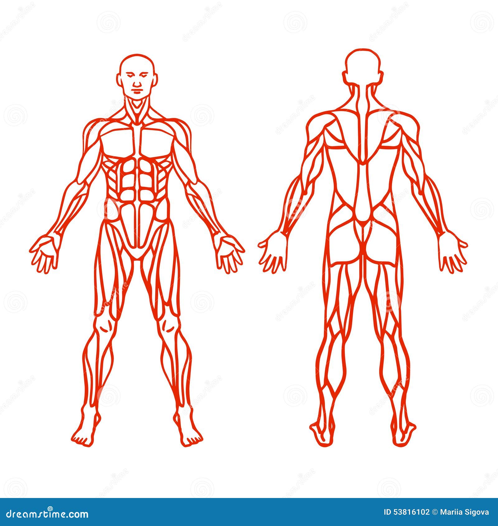 University Pictures Of Muscular System 72