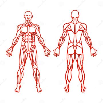 Anatomy of Male Muscular System, Exercise and Muscle Guide. Stock ...