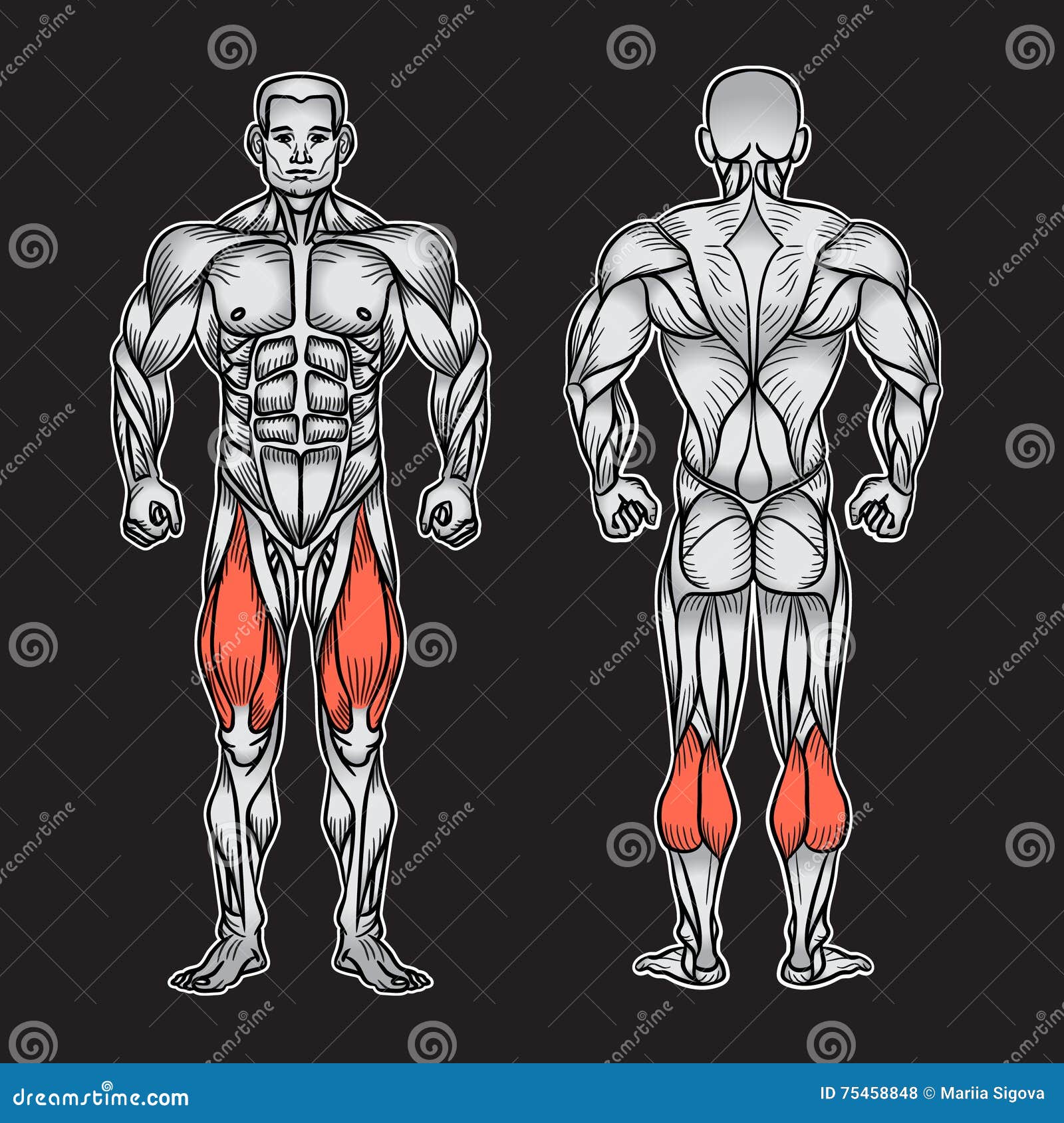 Anatomy Of Male Muscular System Exercise And Muscle Guide Stock