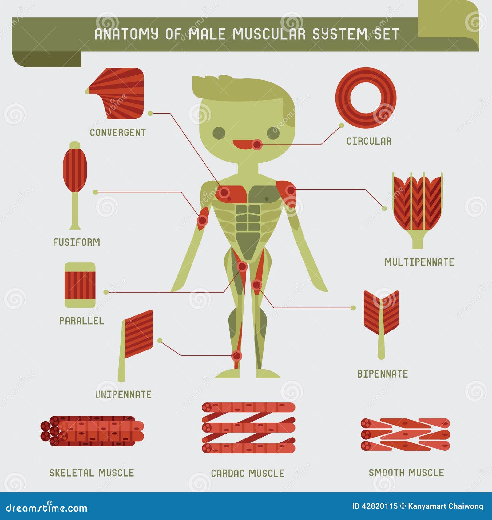 anatomy of male muscular system