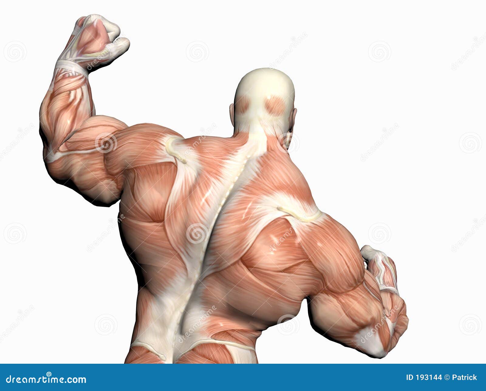 Anatomy of the Man, Body Builder. Stock Illustration Illustration of