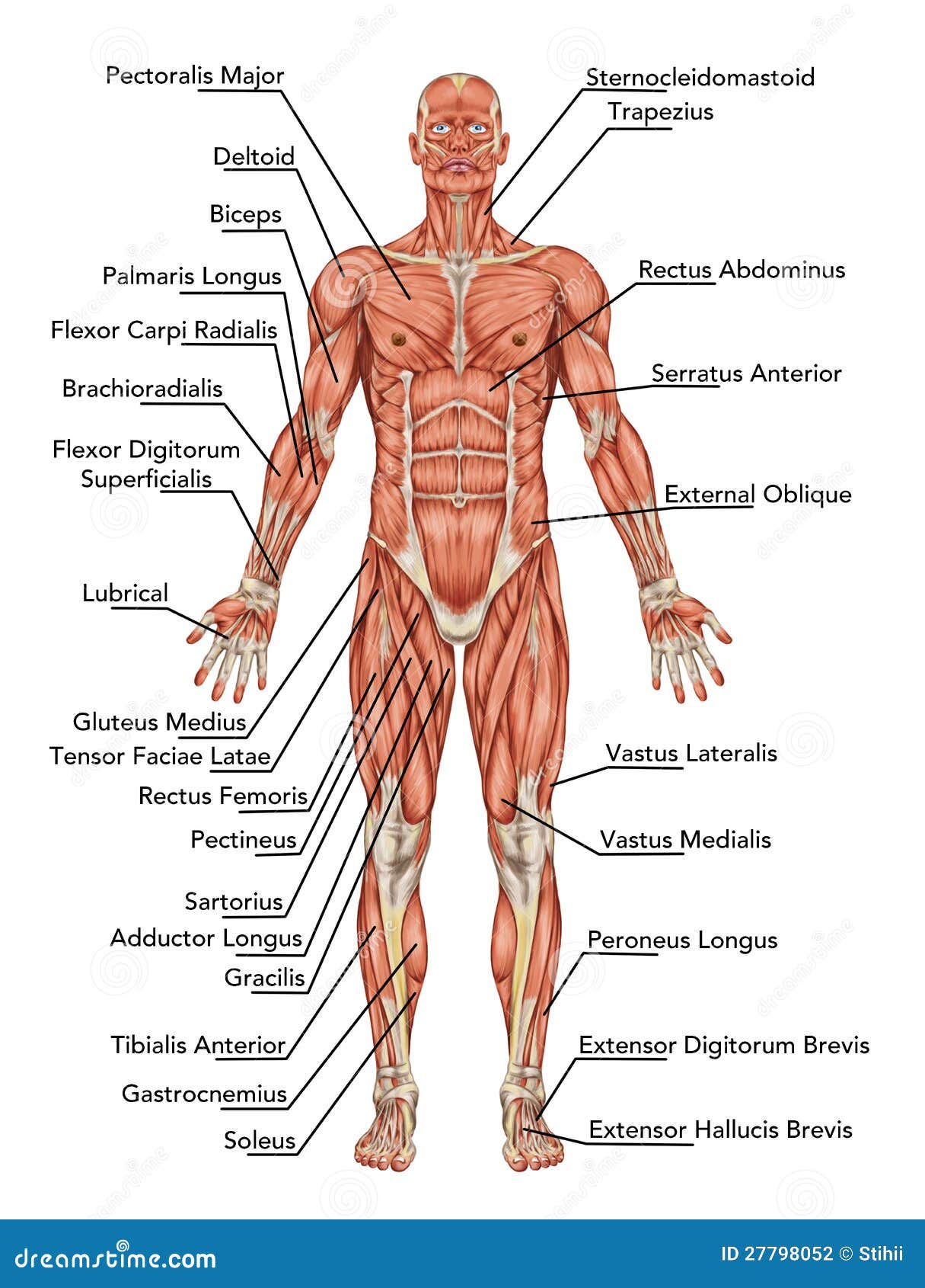 anatomy of man muscular system