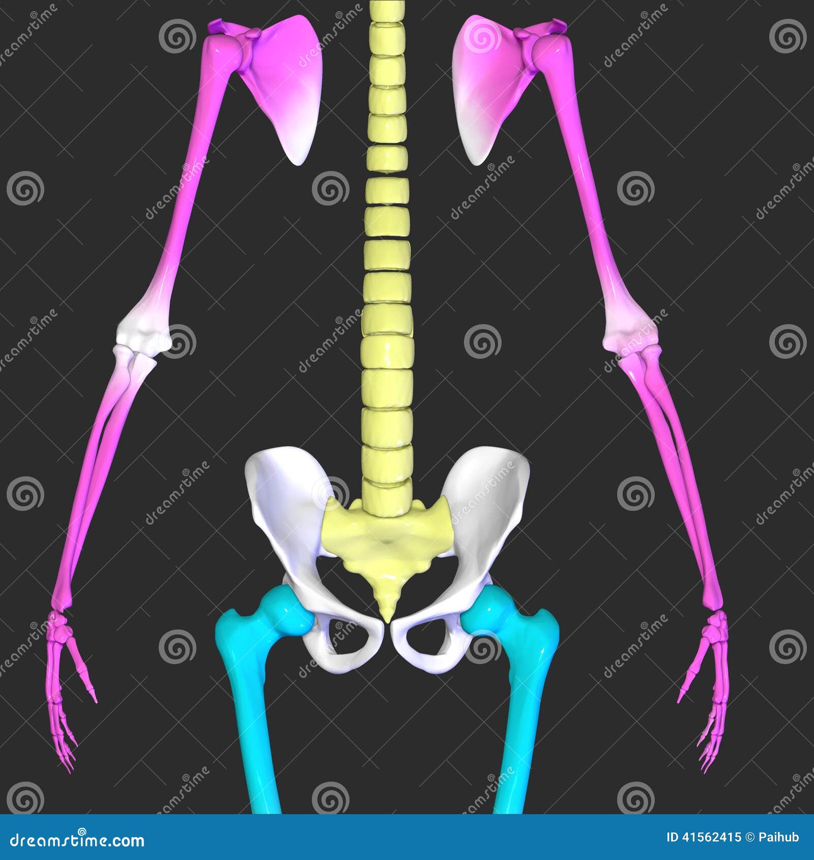 Anatomy Of A Man Showing Back Bone And Hip Stock Illustration