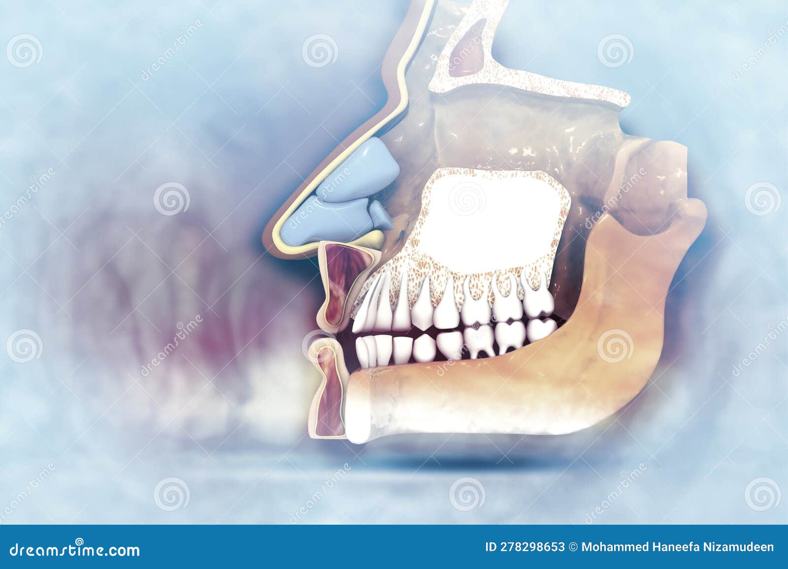 Anatomy of Maxilla and Mandible on Scientific Background Stock ... Biology Diagrams