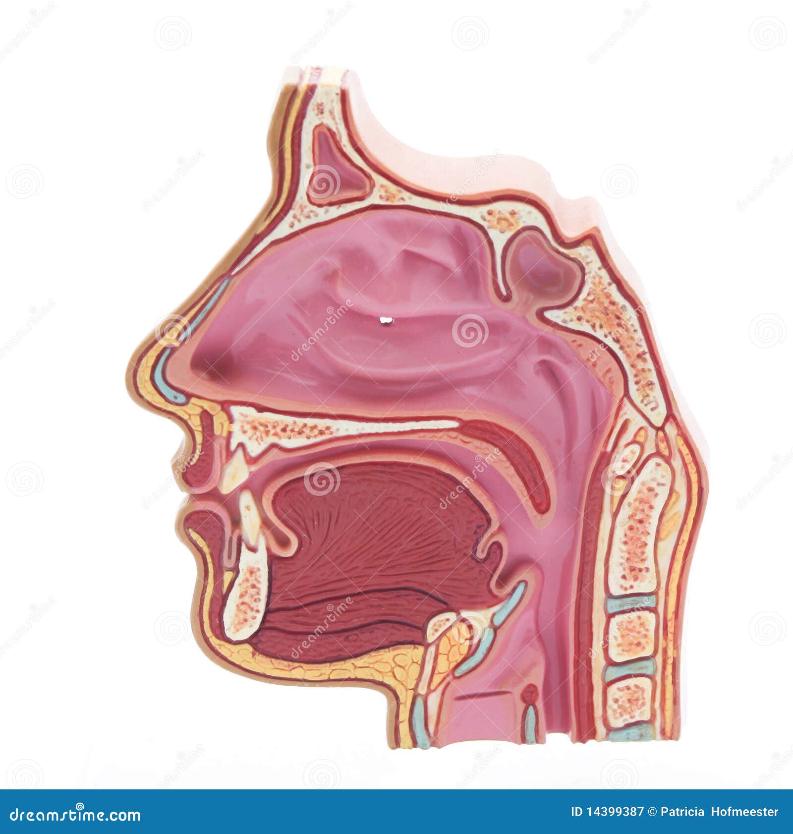 Parts Of The Human Nose And Their Functions