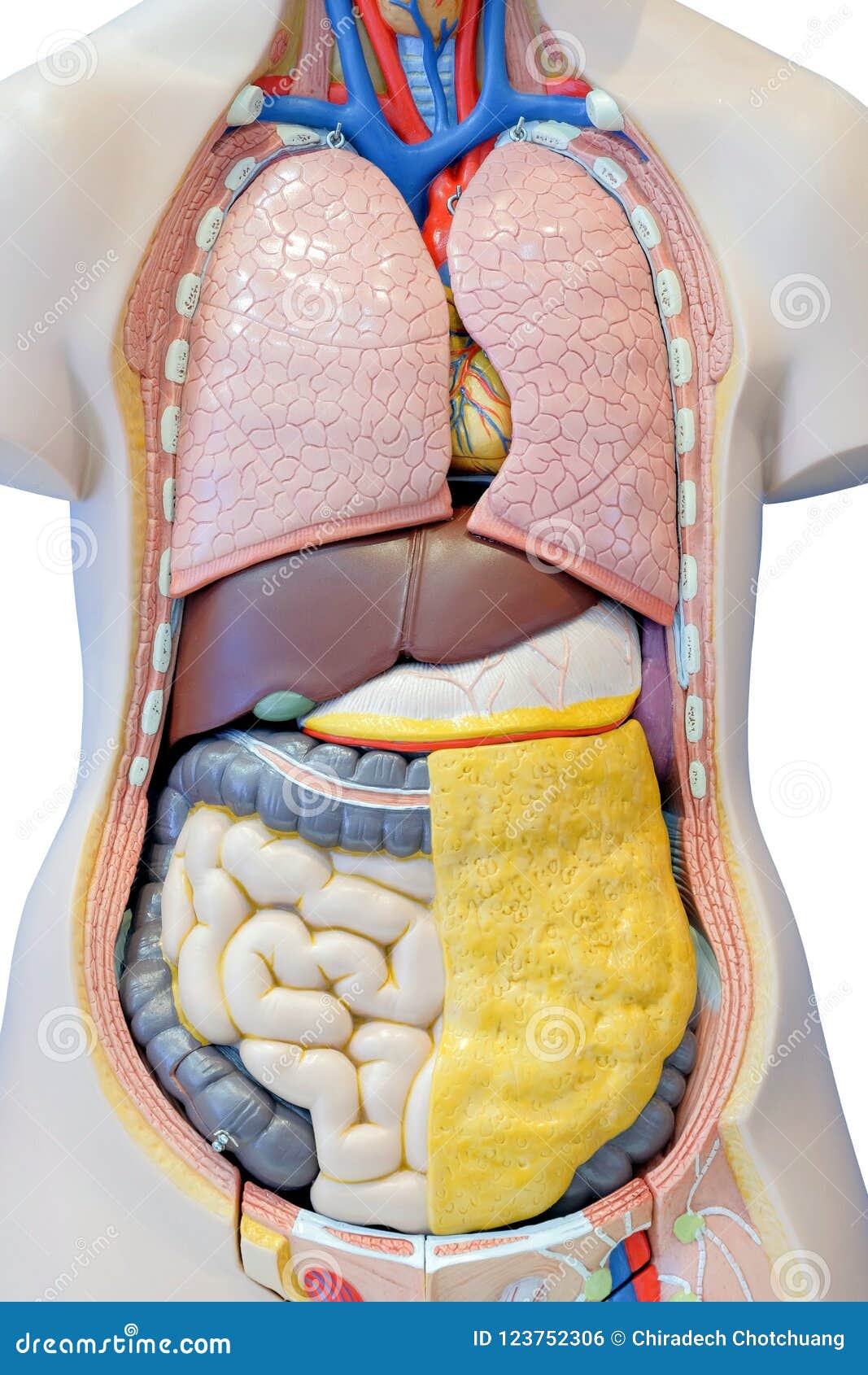 Anatomy Model Of The Internal Organs Of The Human Stock Photo - Image