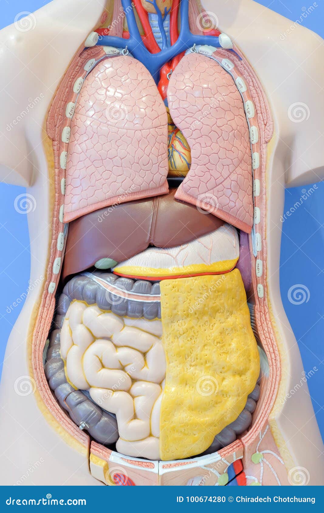 Anatomy Model Of The Internal Organs Of The Human Body Stock Photo