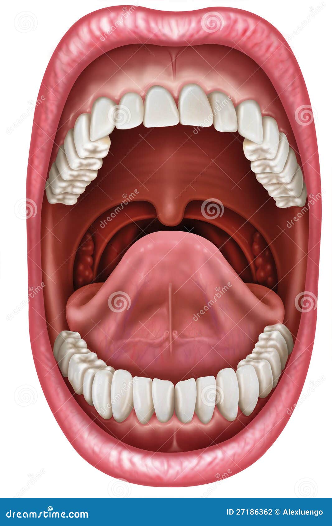 Anatomy Mouth Stock Photography - Image: 27186362