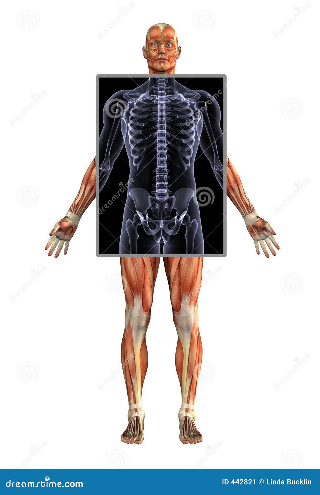Anatomy Of Muscles With Xray Male With Clipping Path Stock Illustration Illustration Of Muscular Health 442821