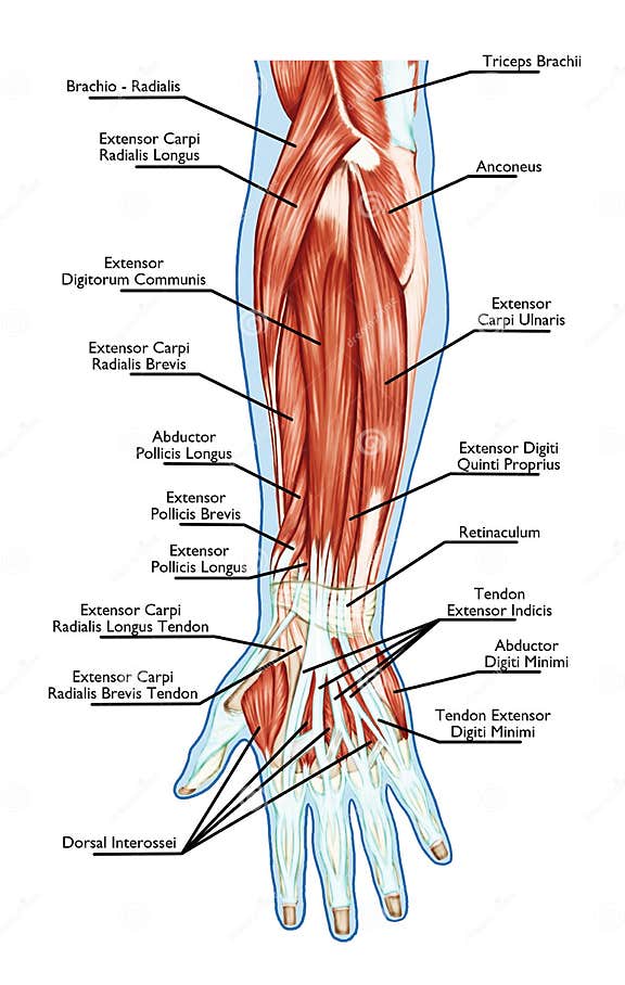 Anatomy of Muscular System - Hand, Forearm, Palm M Stock Illustration ...