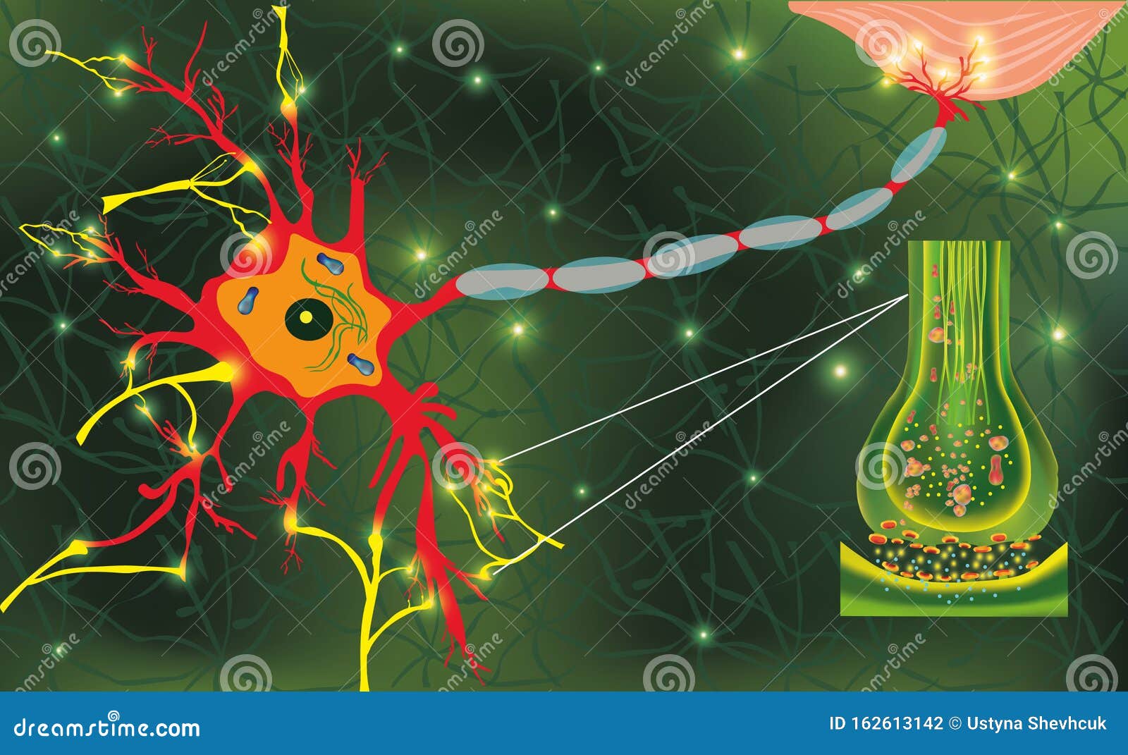 brain neuron connections brain neuron connections