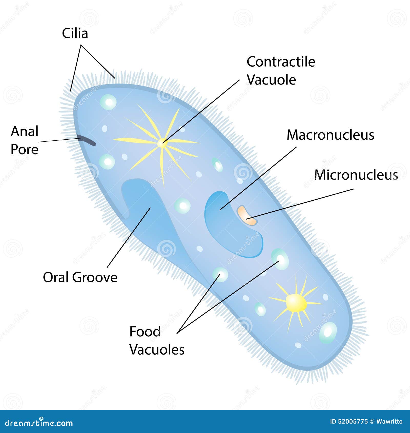 download pediatric liver disease