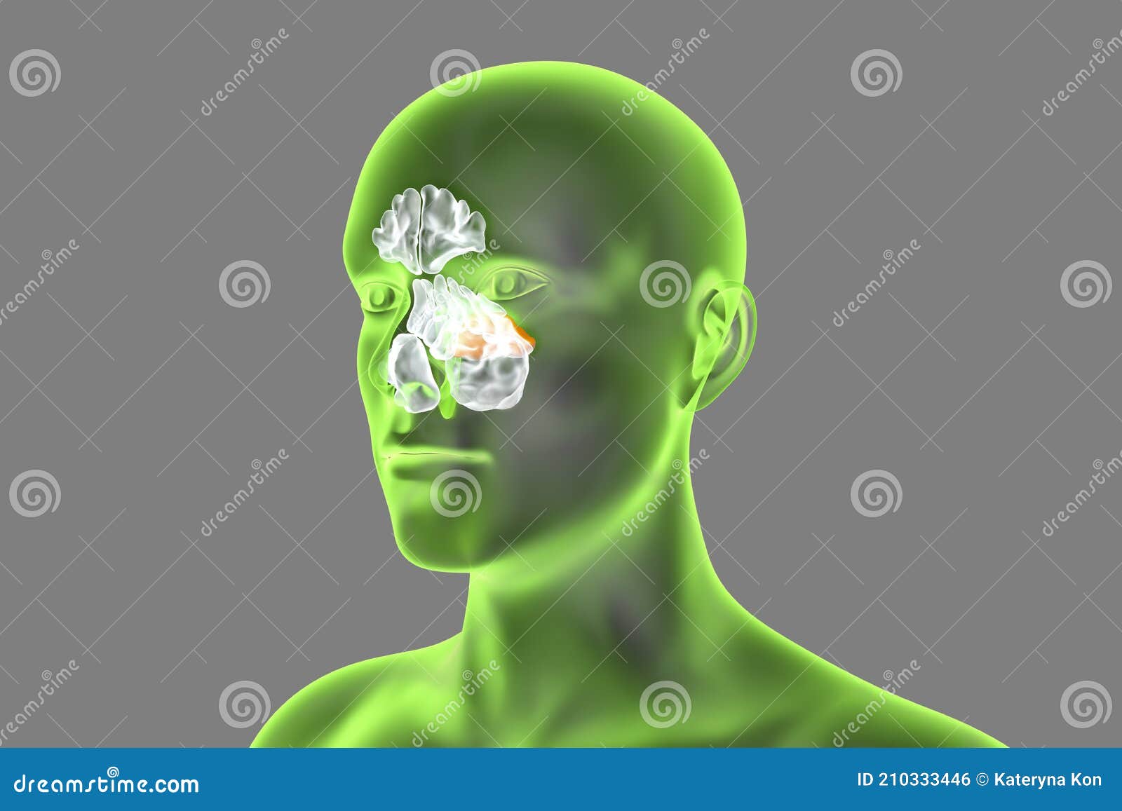 anatomy of paranasal sinuses