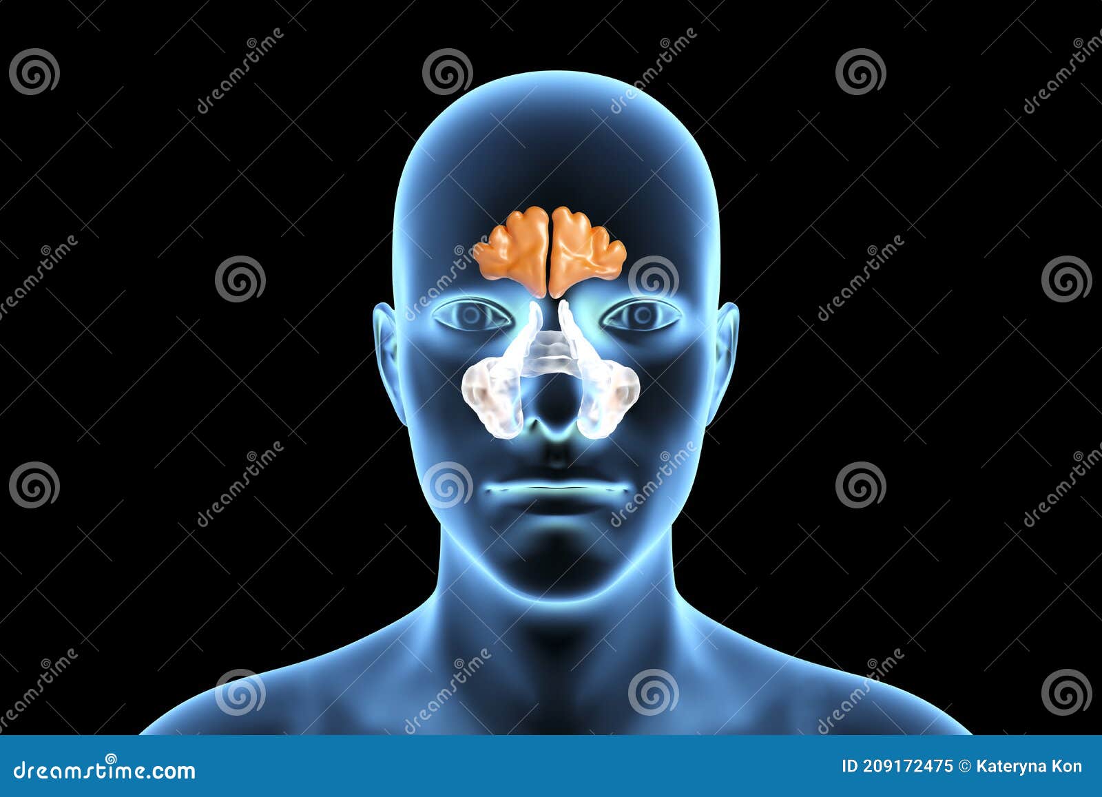 anatomy of paranasal sinuses