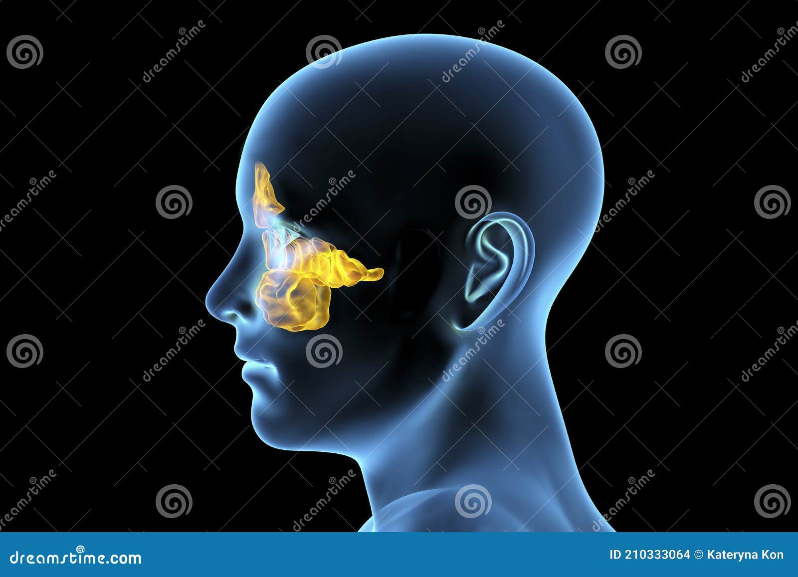 anatomy of paranasal sinuses