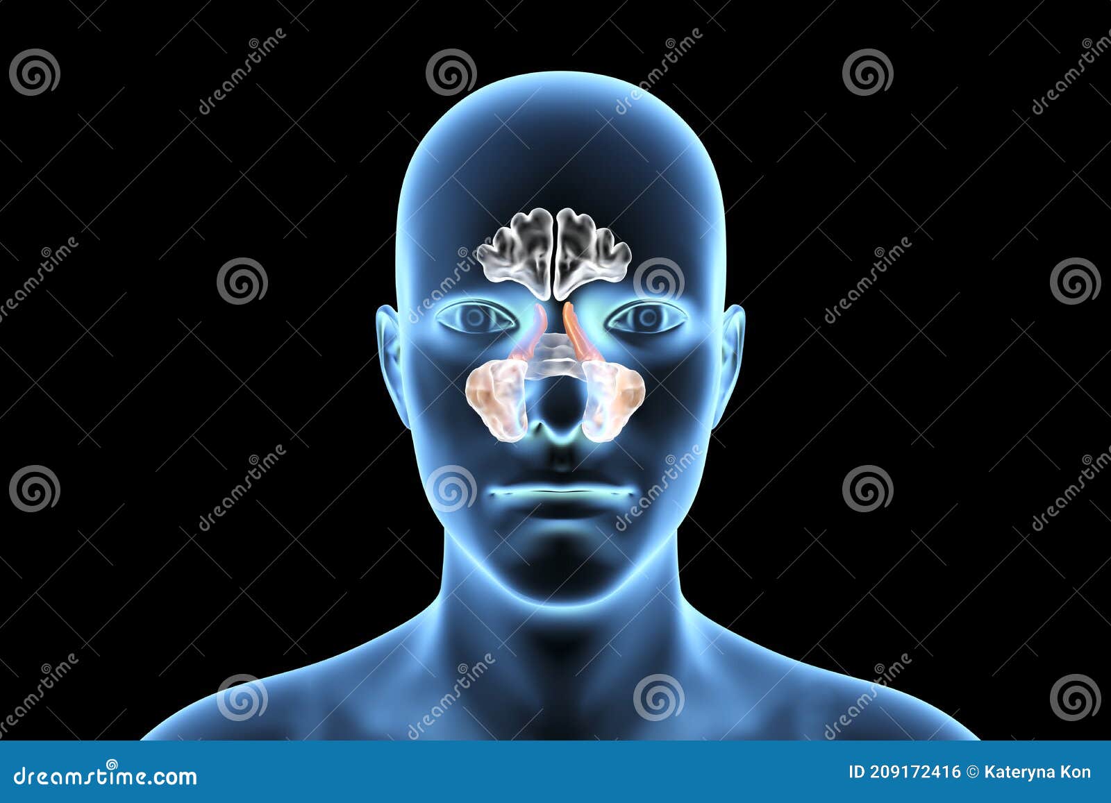 anatomy of paranasal sinuses