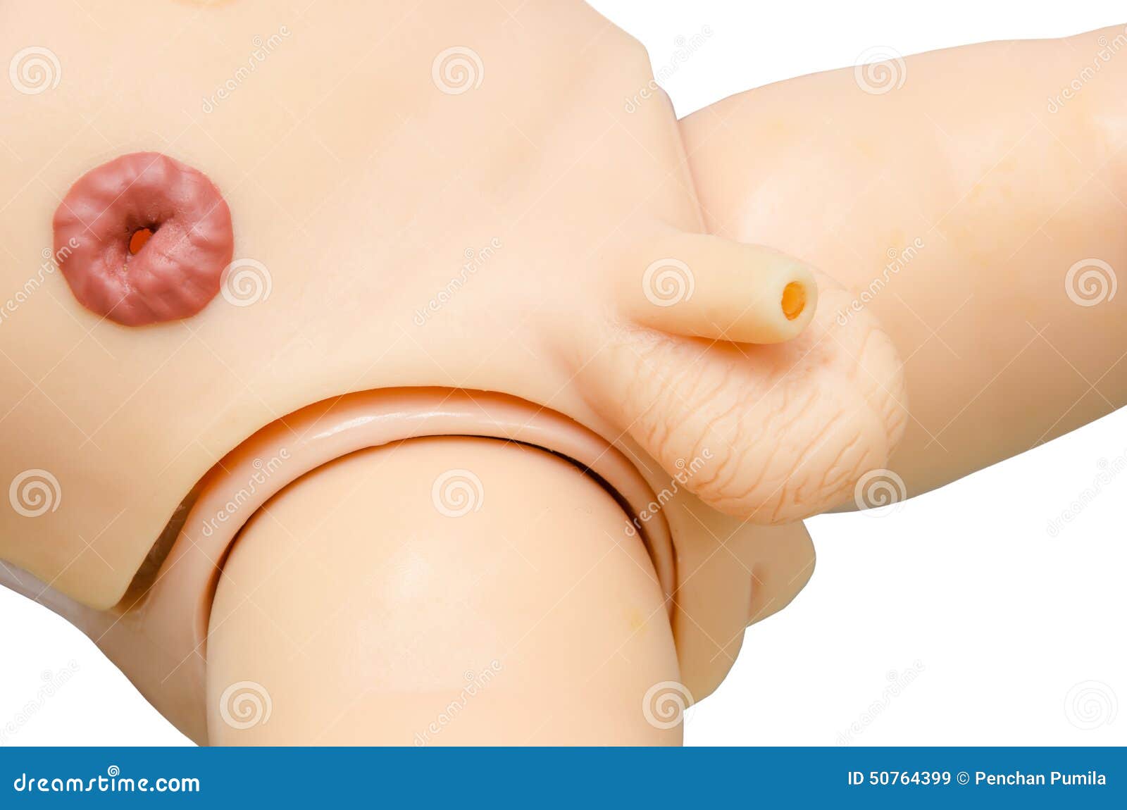 diagram of thge penis giant dicks free porn