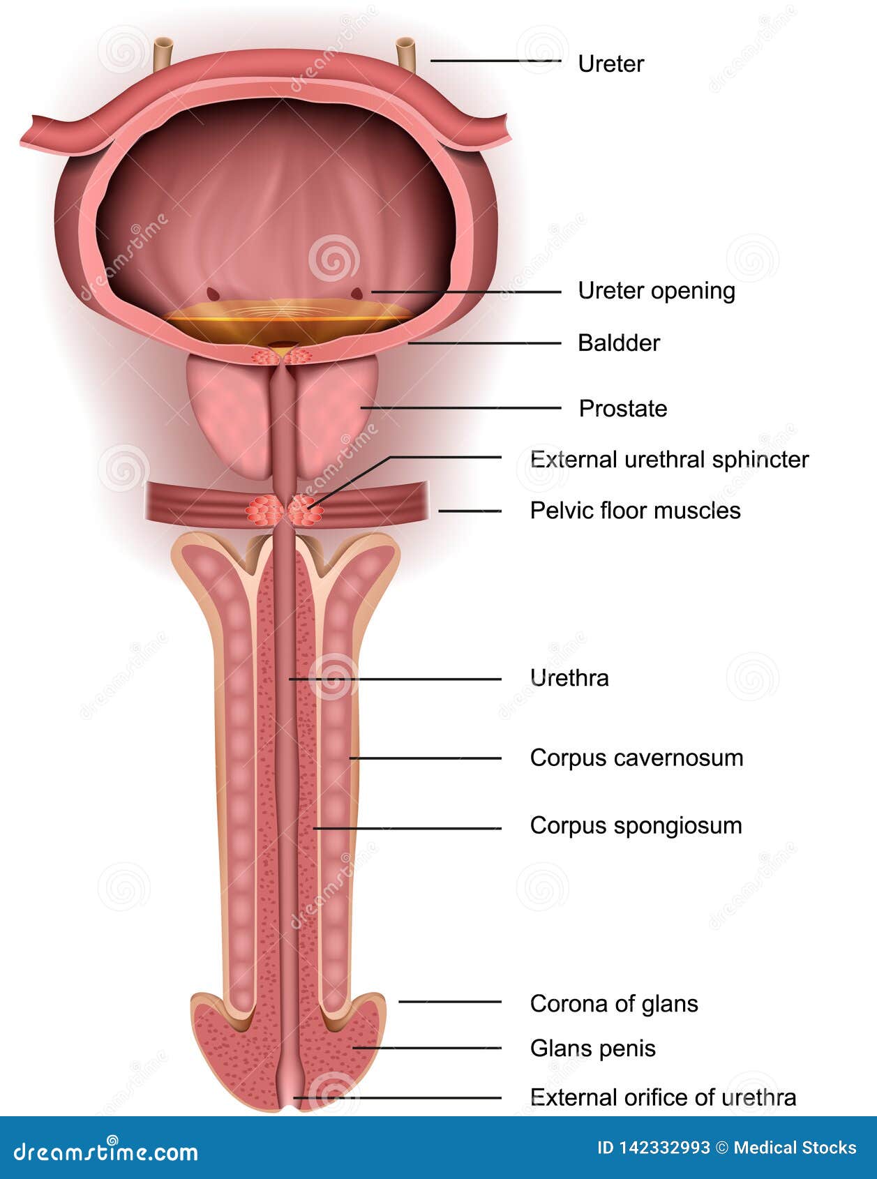 organ penis penis