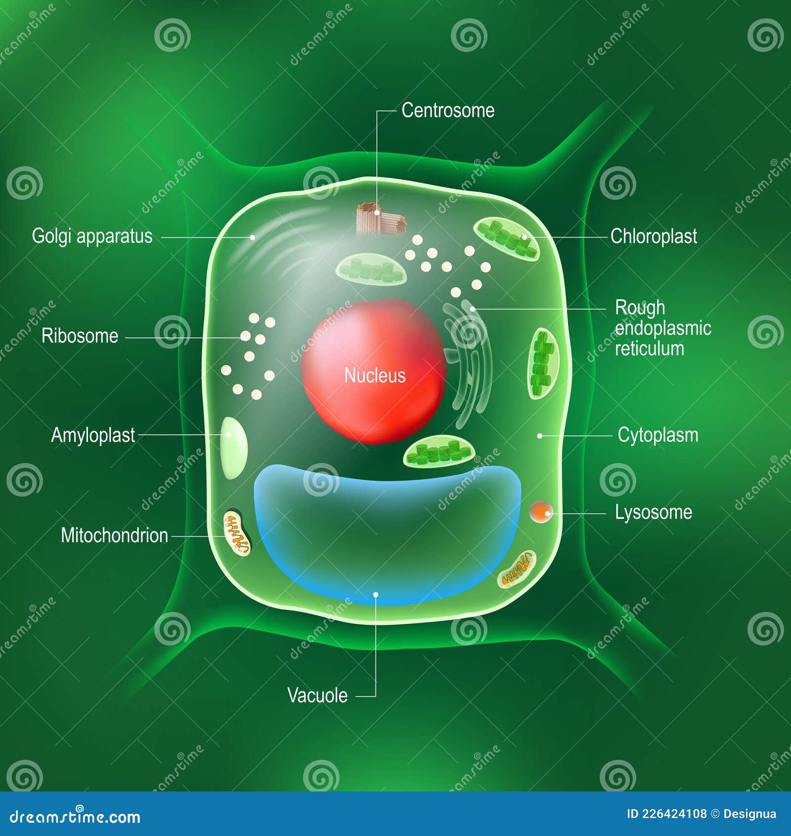 anatomy of plant cell. all organelles
