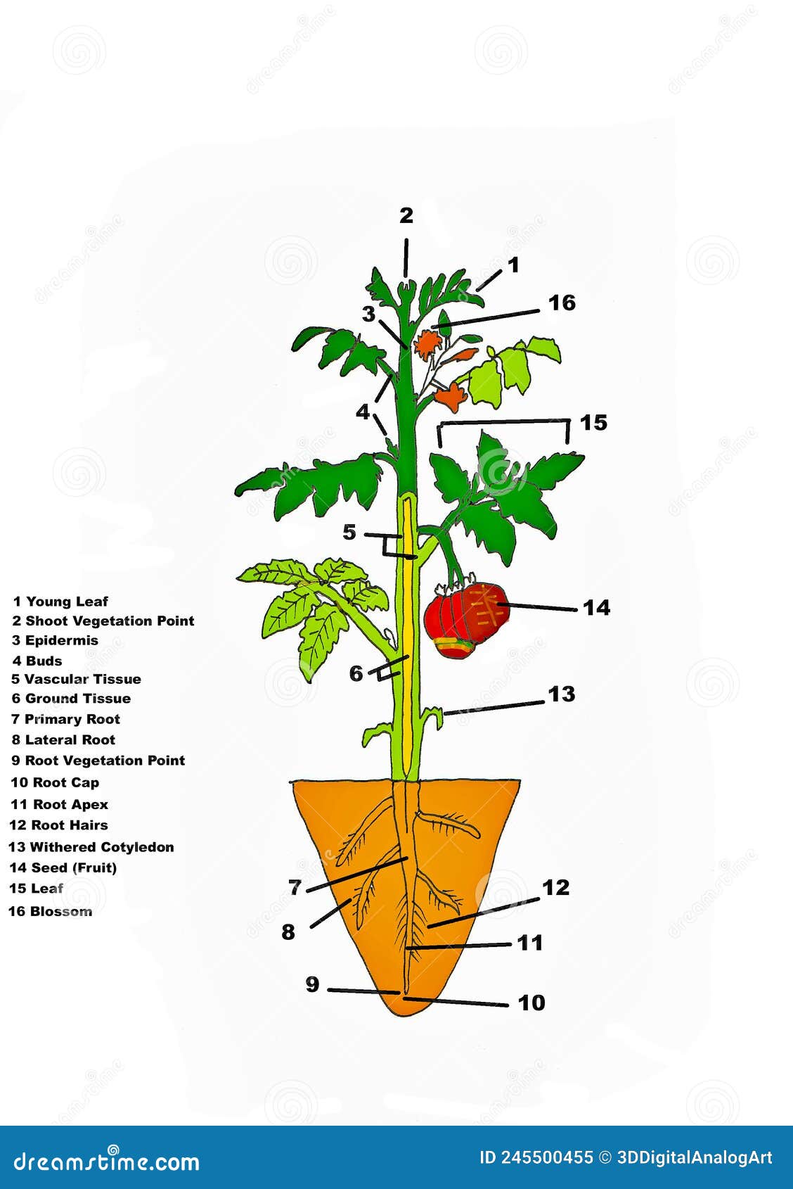 Illustration Floral Digital Art Botanical Drawing Description Anatomy