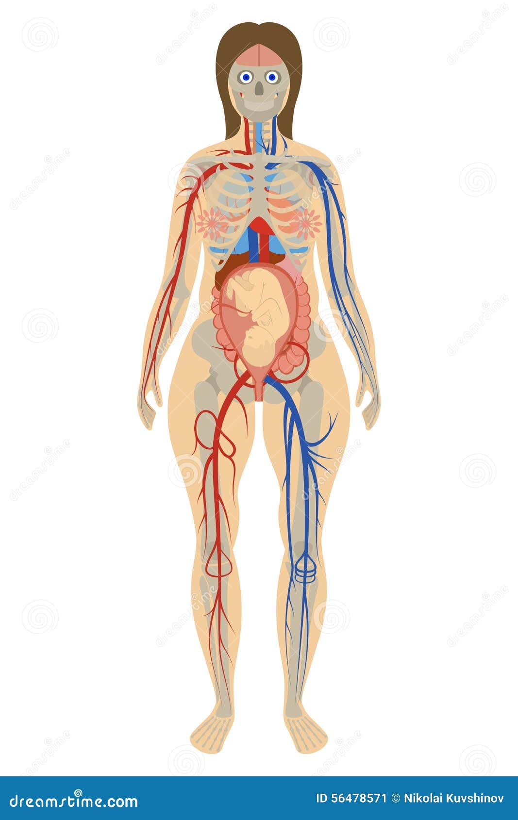 Anatomy Of Pregnant Woman 68
