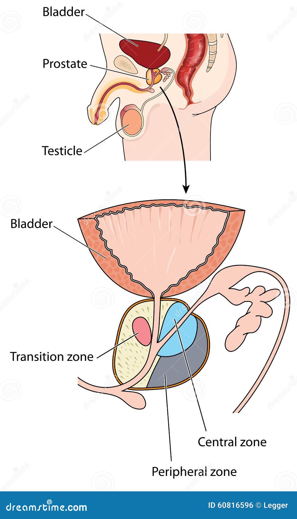 Anatomy Of The Prostate Gland Stock Vector Illustration Of Biology