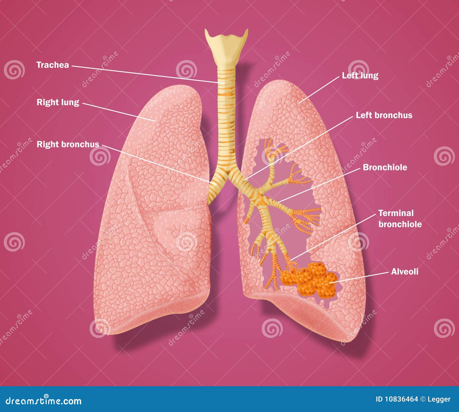 Anatomy Of Respiratory Tract Stock Images - Image: 10836464