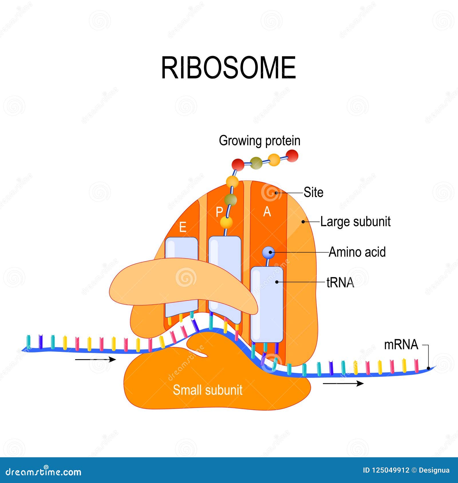 anatomy of a ribosome. the interaction of a ribosome with mrna.