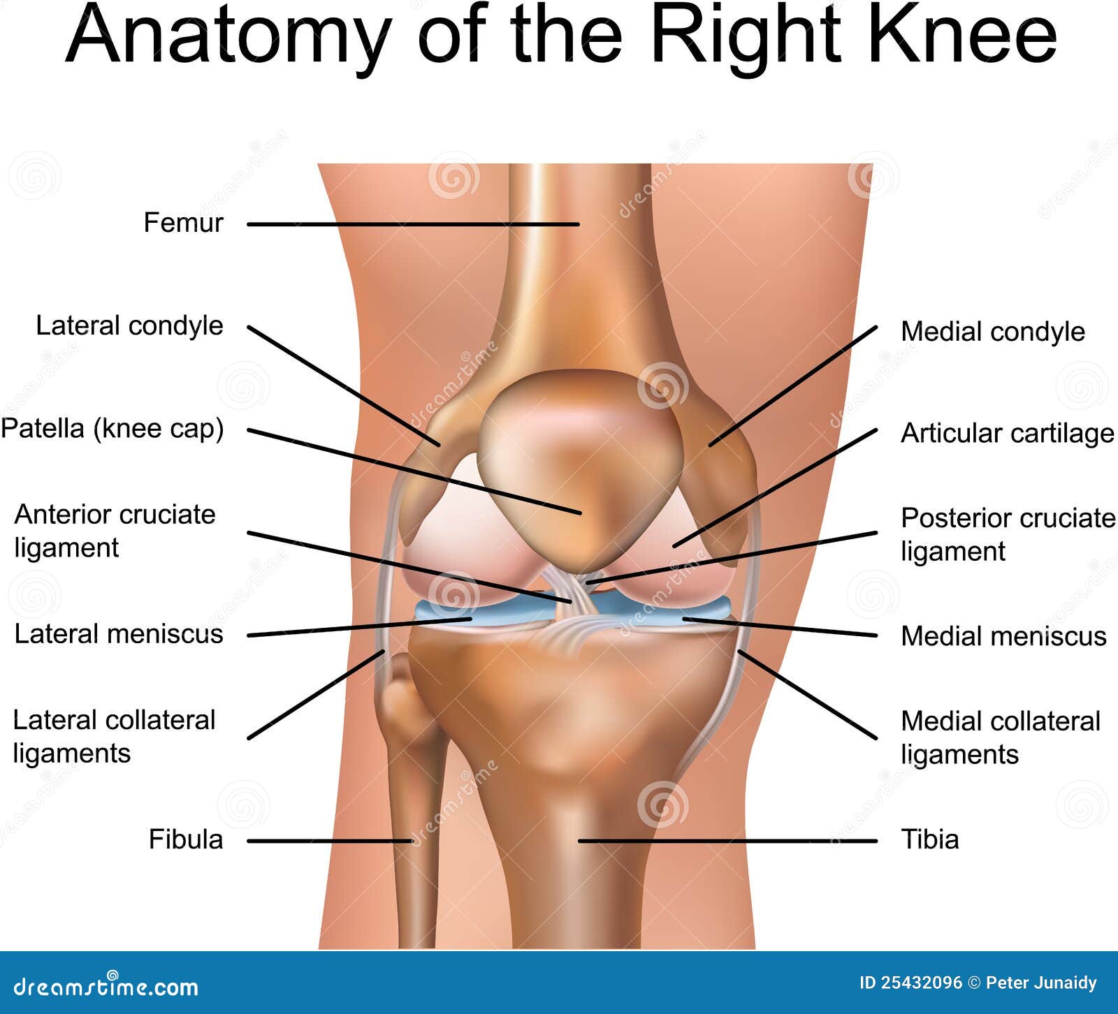 anatomy of the right knee