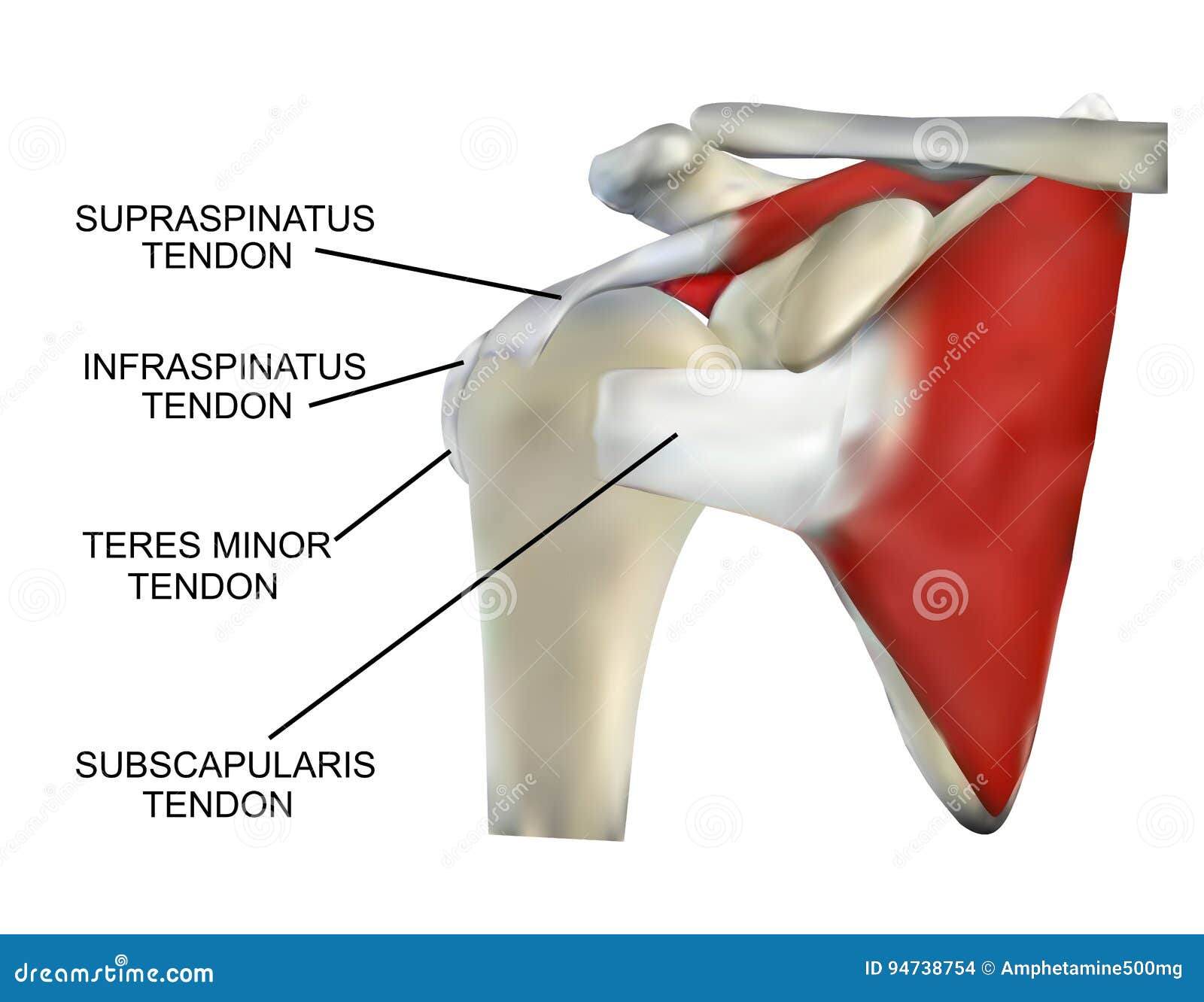 Anatomy of the Rotator Cuff Muscles Stock Illustration Biology Diagrams