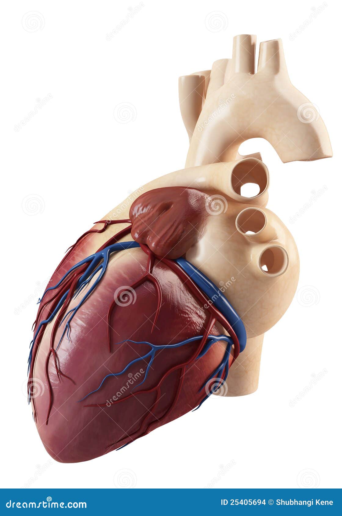 Anatomy Of Side View Of The Human Heart Stock Illustration