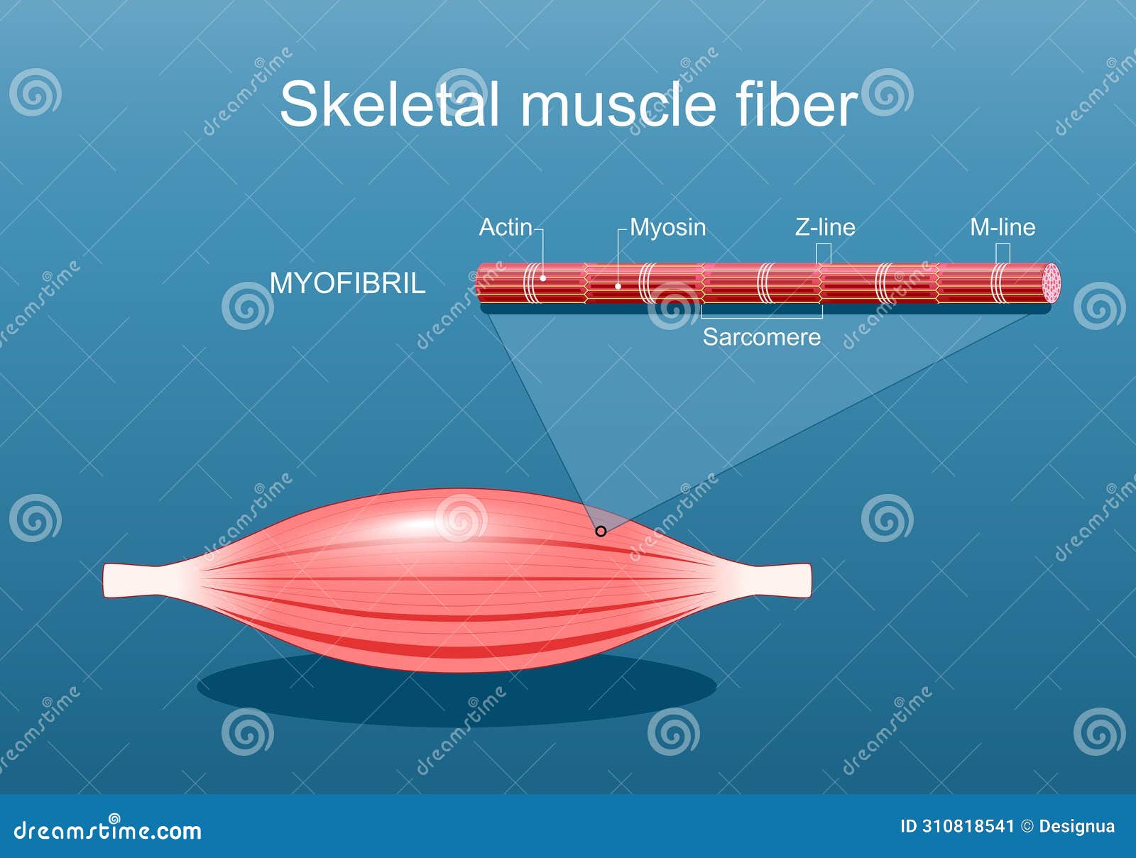anatomy of a skeletal muscle fiber. myofibril structure