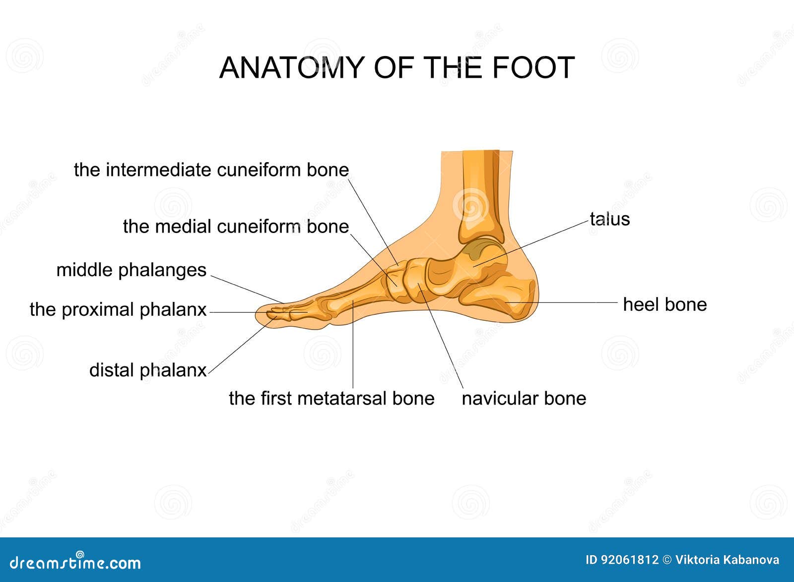 Anatomy of a skeleton foot stock vector. Illustration of podiatry