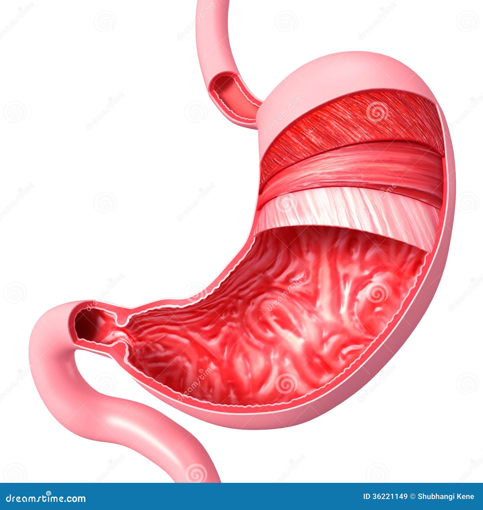 Anatomy Of Stomach Cut Section Royalty Free Stock Images