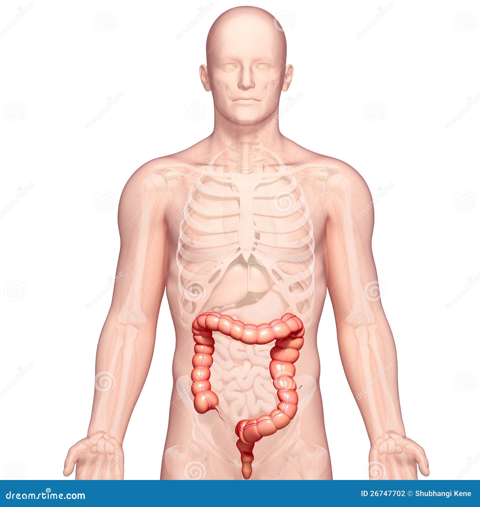 anatomy of stomach transverse colon