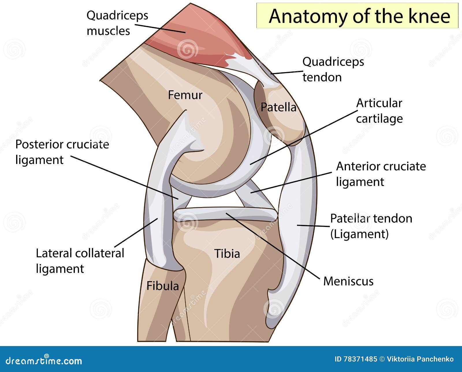 anatomy-structure-knee-joint-vector-cros