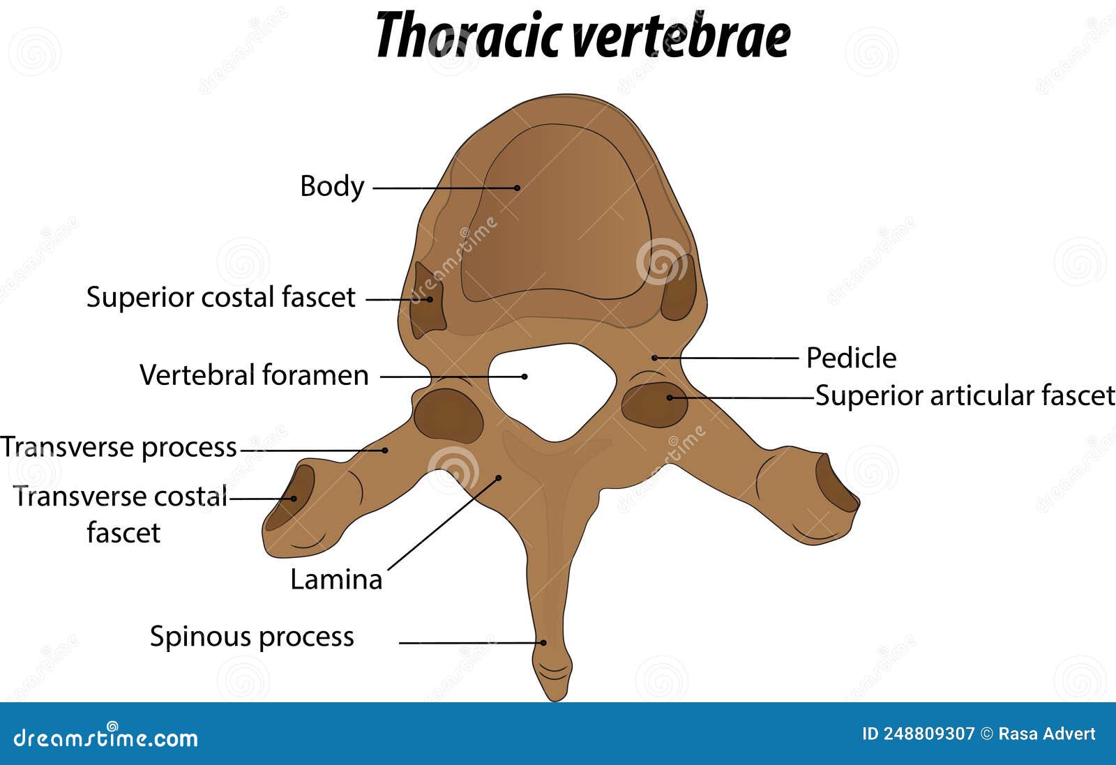 Thoracic Vertebrae Diagram