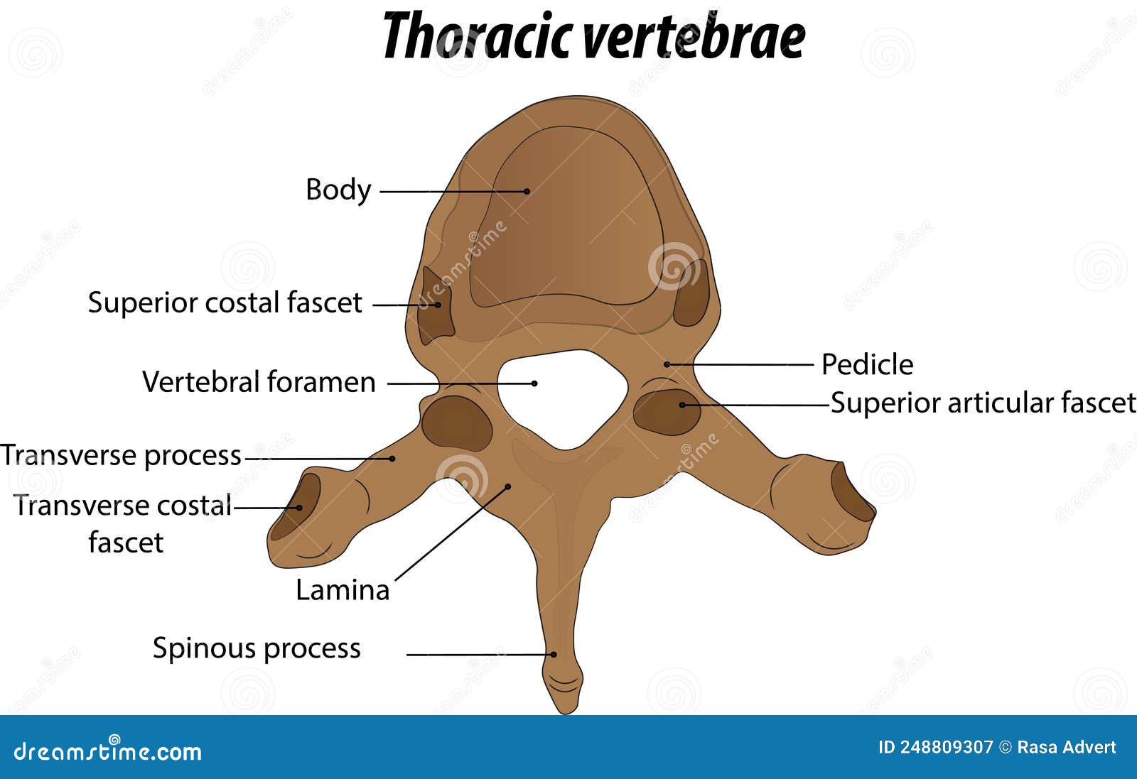 Thoracic Vertebrae (Thoracic Spine) – Anatomy & Labeled Diagram