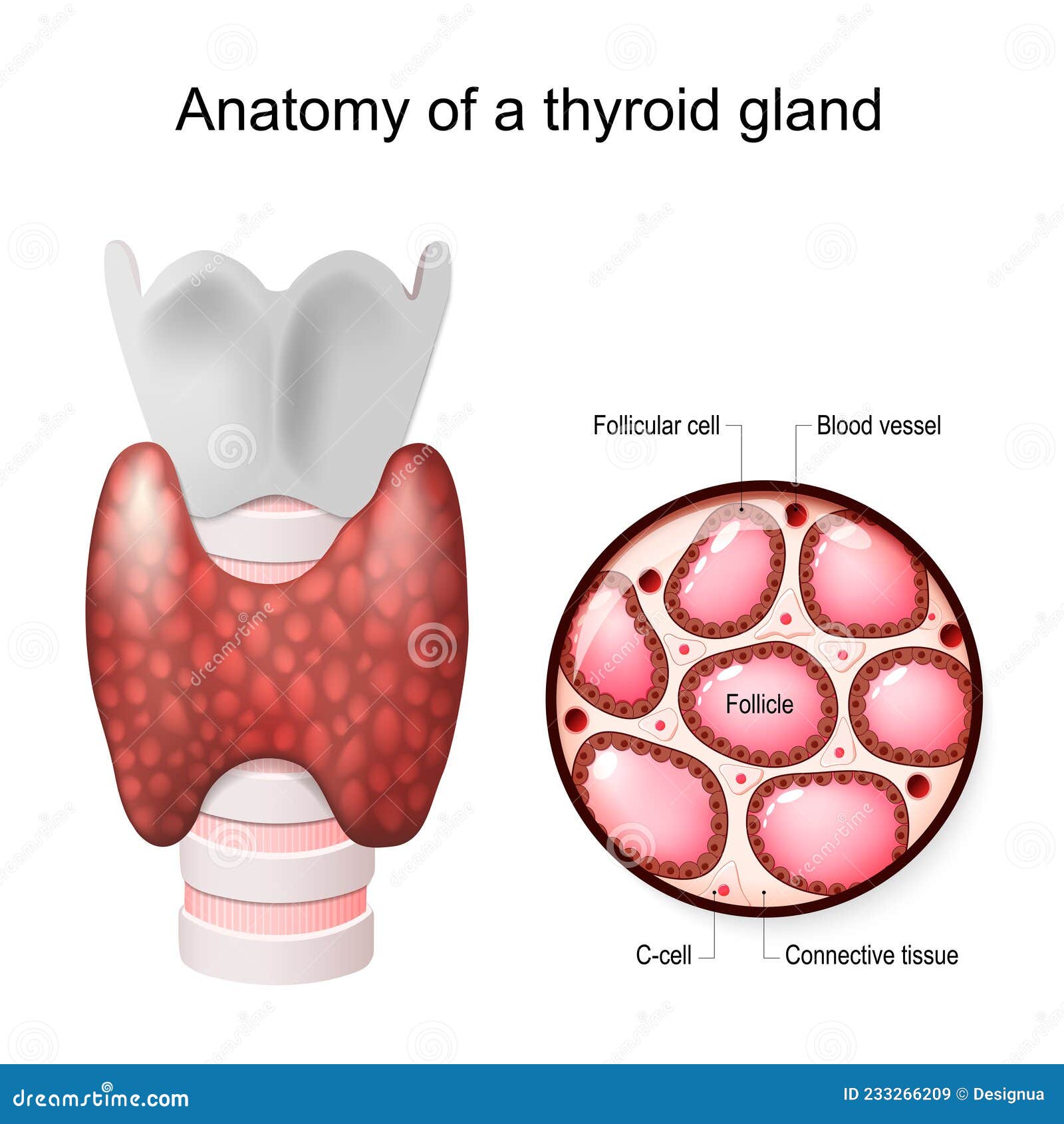 thyroid gland anatomy)