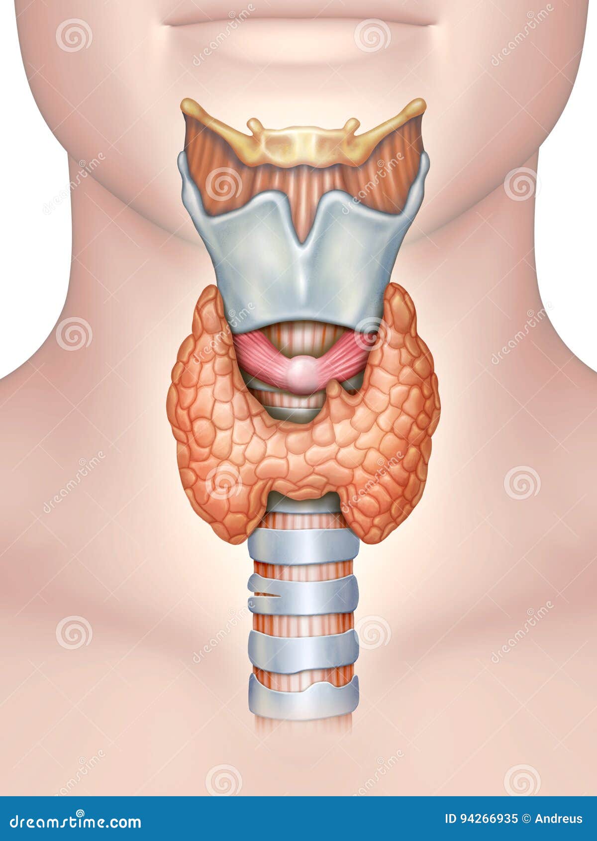 anatomy of the thyroid gland