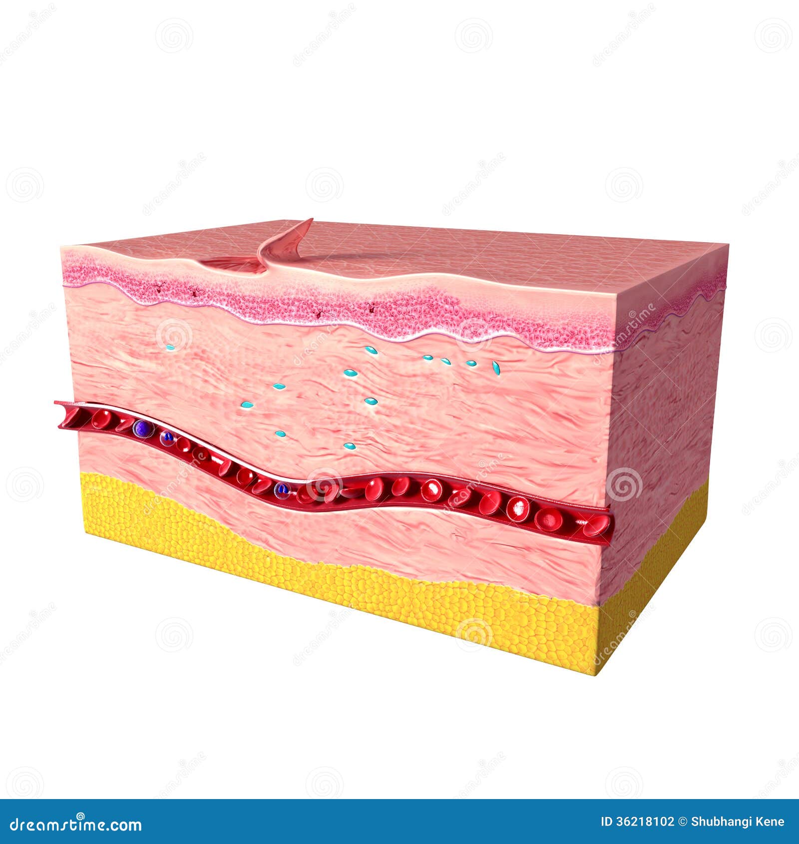 clipart of human tissue - photo #1