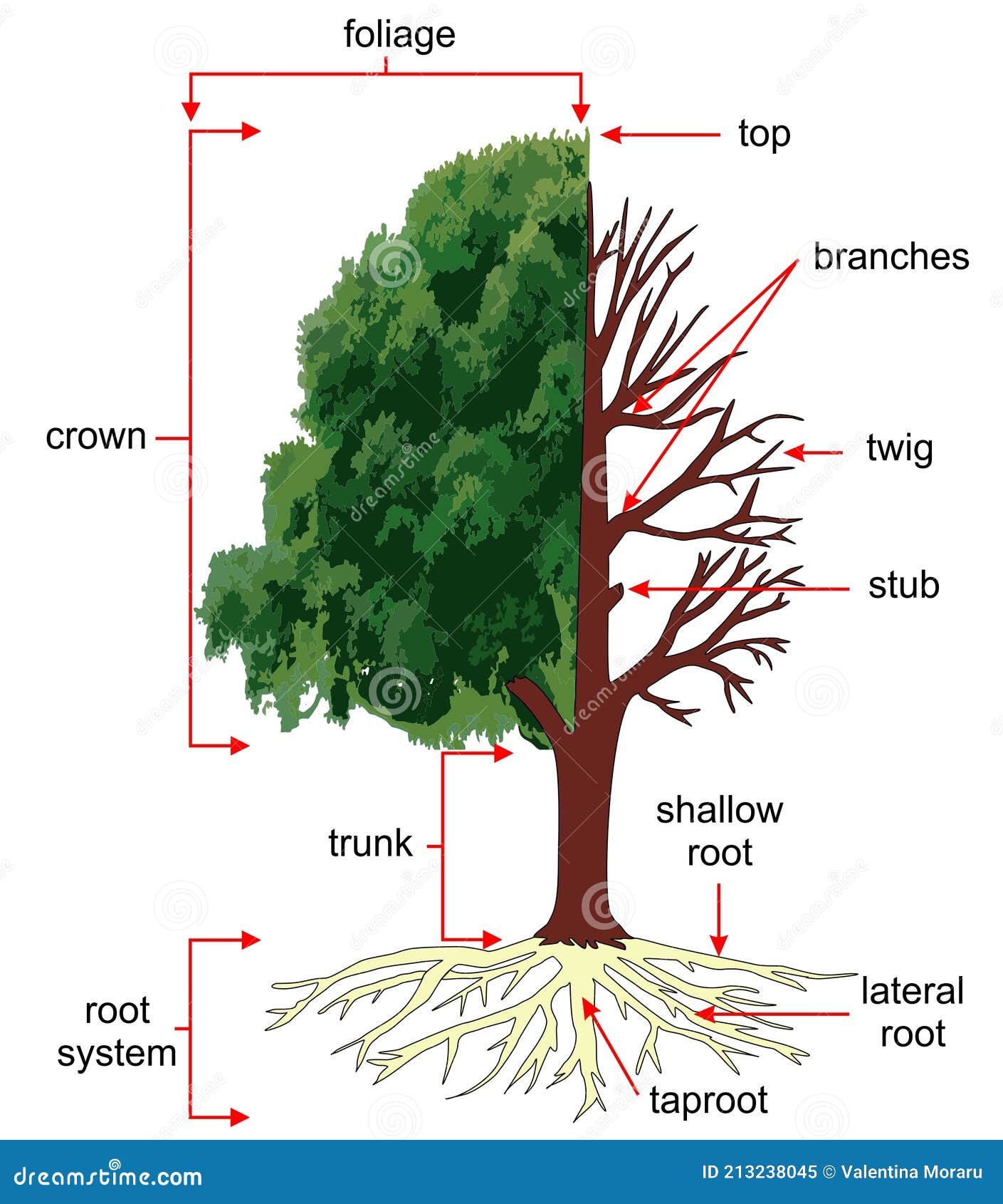 Anatomy of the Tree or Structure of a Tree. Stock Illustration