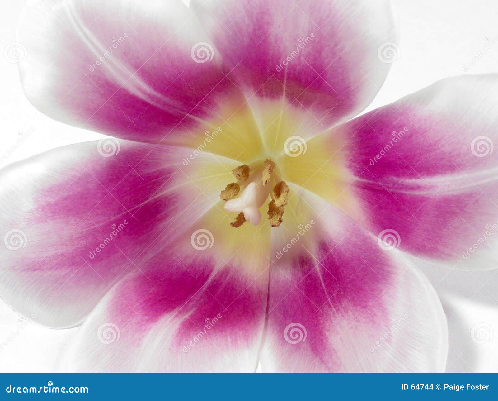 Anatomy of a Tulip stock photo. Image of springtime, pistil 64744