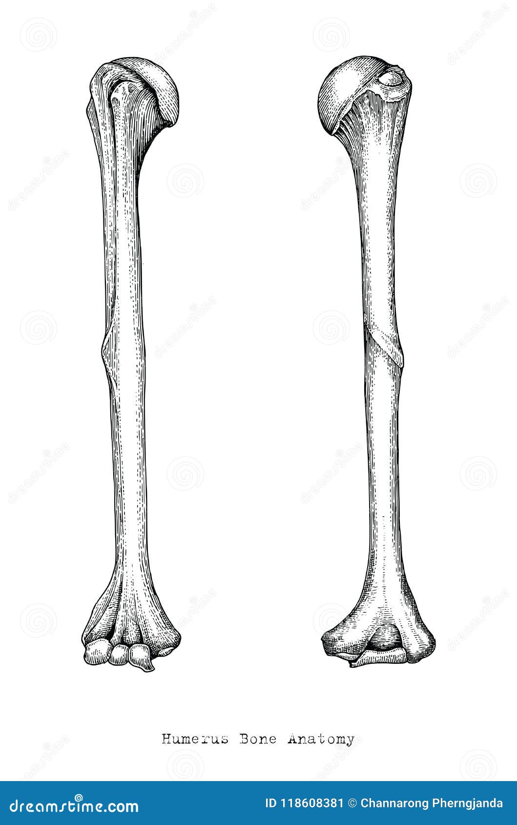 Рука анатомия кости плечевая кость