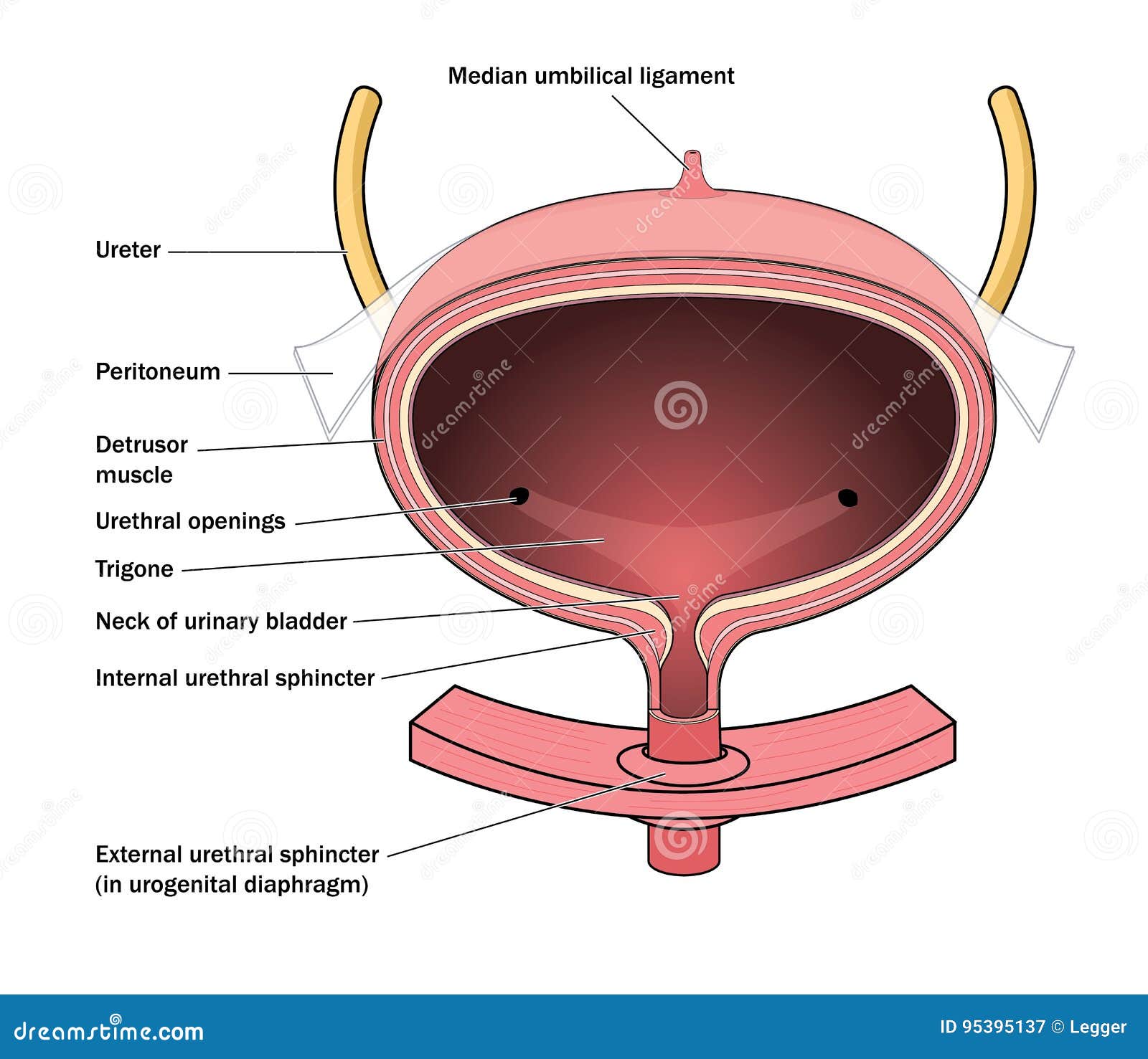 anatomy of the urinary bladder