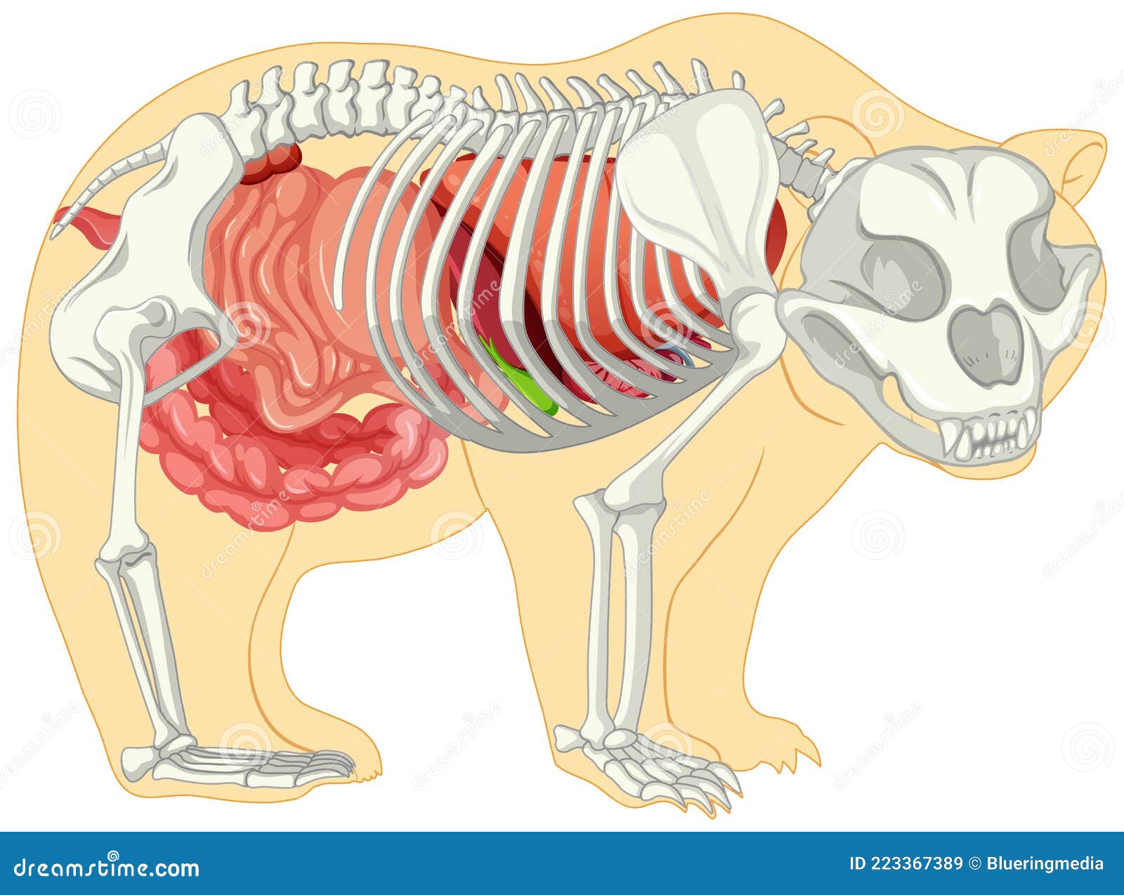 Anatomy of Wild Bear Isolated Stock Vector - Illustration of clipart ...